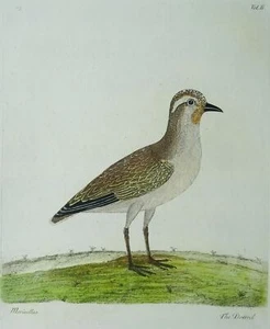 c1730s Antique Bird Print THE DOFFREL / MORINELLUS plate 63 by Eleazar Albin Del - Picture 1 of 5