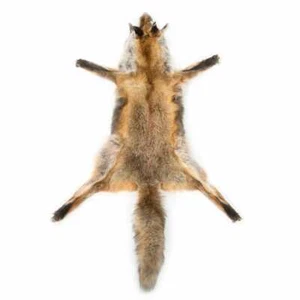 Fuchshaut (Fox Skin)  - Bild 1 von 1
