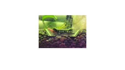 Área de cría de refugio escondite de camarones Champ para camarones cereza y peces pequeños Foto 1 de 4