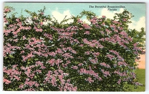 Vintage Postcard The Beautiful Bougainvillea Florida FL Flowers - Picture 1 of 2