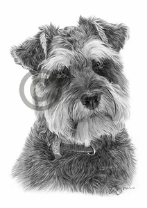 SCHNAUZER arte perro dibujo estampado A4 solo firmado retrato mascota - Imagen 1 de 1