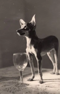 France Chihuahua Dog Portrait & Stemmed Glass Study Old Studio Photo 1953 - Picture 1 of 4