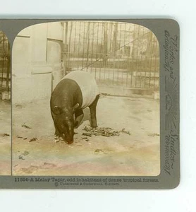 B768 U&U 11564 A Malay Tapir Odd Inhabitant Of Dense Tropical Forests D - Picture 1 of 2