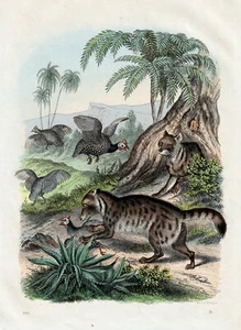 Zibetkatze . Altcolorierte Lithografie von 1864 - Bild 1 von 1