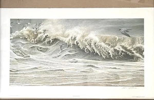Stampa Robert Bateman's "Peregrine And Ruddy Turnstones" Edizione Limitata 164/950 - Foto 1 di 12