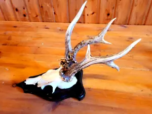 Rehgeweih Abnorm-8 Ender-Jagdtrophäe-Geweih-Rehbock-Deer Antler-Taxidermy - Bild 1 von 4