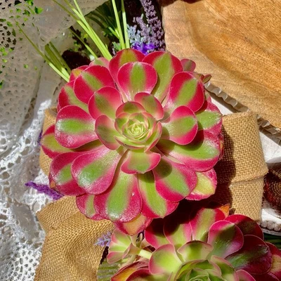 Rara Planta Suculentas Aeonium 'bruja rosa' 3.5-4" Raíz Desnuda Suculenta Regalo Foto 1 de 4