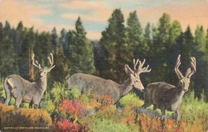 Three Little Deer Vintage Chrome Northern Pacific Vintage PC - Picture 1 of 2