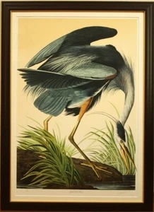 John James Audubon "Great Blue Heron" Lithograph Signed ED1000 M. Bernard Loates - Picture 1 of 10
