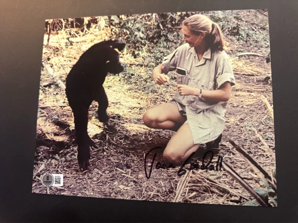 Jane Goodall 罕见!! 亲笔签名签名灵长类动物学家 8 x 10 照片 Beckett BAS 可口可乐 — 第 1/1 张图片