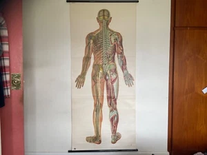 De colección SISTEMA NERVIOSO CUERPO COMPLETO Educativo MÉDICO Escuela Carta Anatomía NERVOS - Imagen 1 de 20
