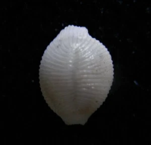 seashell Trivia corrugata 5/6mm Gem/F+++ - Picture 1 of 3