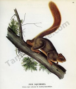 1968 John James & John Woodhouse Audubon FOX SQUIRREL Book Page Art (1478) - Picture 1 of 1