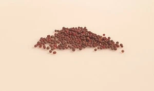 250 graines - PANAIS - Pastinaca sativa - Imagen 1 de 2