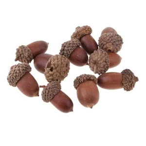 10 Stück echte Eichel Gummi Kastanie Hochzeit Blumengesteck Verzierungen - Bild 1 von 8