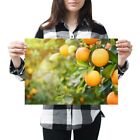 A3 - Orange Tree Healthy Fruit Food Poster 42X29.7Cm280gsm #3538