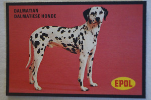 Dogs Vintage 1974 Epol Animal Feeds Colour Collector Card - Dalmatian