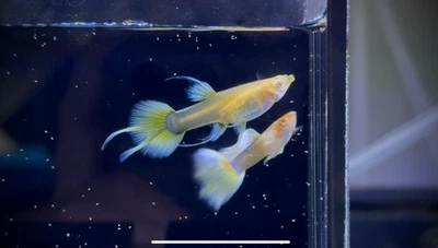 SUPER RARO - 1 Par - Cinta Albina Oro 24K Cola de Golondrina - Nueva Variedad Foto 1 de 4