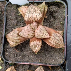 Haworthia picta  Seedling supe red Rare Succulent - Picture 1 of 2