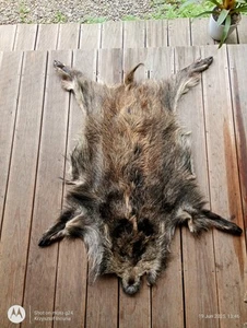 European wild boar skin hide pelt fur hunting taxidermy home decor area rug - Picture 1 of 9