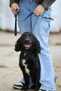 Offizielle Libby's Gurtband Schlupfleine - Bild 1 von 3