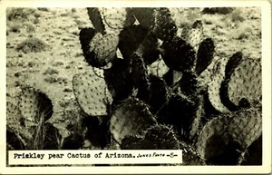 RPPC Prickley Birnenkaktus Arizona Echtfoto Postkarte Jones Photo PM 1949 - Bild 1 von 2