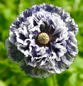 Award Winning Grey Poppy - 100x Seeds - Flower - Picture 1 of 1