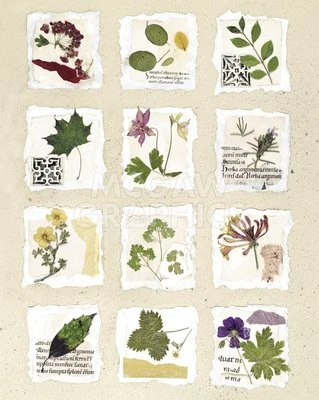 Kent Garden Fragments, Annabel Hewitt, Wall Decor Art Print Poster 14" x 11" - Image 1 of 2