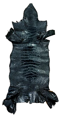 American Alligator Hide cuerpo negro mate 33 cm piel de caimán genuina real 3332-B2 Foto 1 de 4