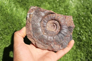 Ammonite Fossil Natural Platyclymenia Fossil from Morocco Rare Fossil Ammonite - Picture 1 of 9