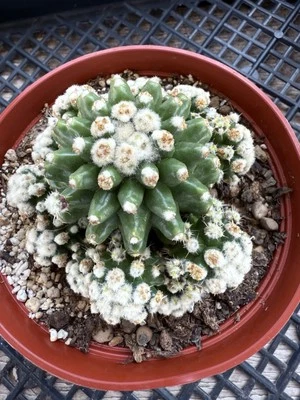 Echinocactus Grusonii var. Sbinermis monstrosa - Image 1 of 4