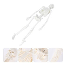  Modèle d'étude anatomique squelette grandeur nature corps humain
