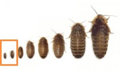 20 Mixed Small Dubia Roaches • 1.21$