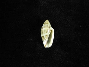 Sea Shell Marginella velliesi 15.8mm ID#9417 - Picture 1 of 2
