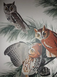 ""Little Screech Owl""; de 'THE AUDUBON FOLIO' - calidad 14""x17"" impresión - Imagen 1 de 3