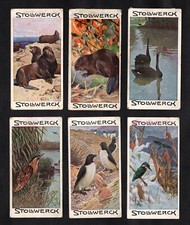 Stollwerck Animal World 1903 Card Set Series 5 Kingfisher Penguin Beaver Seal