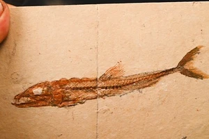 Poisson fossile Eurypholis Boissieri Cenomanien du Liban Cretacé superieur n14 - Picture 1 of 4