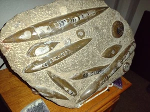 AMMONITE and ORTHOCERAS - FOSSILIZED CEPHALOPOD - POLISHED PLATE - 25 lbs - Picture 1 of 4