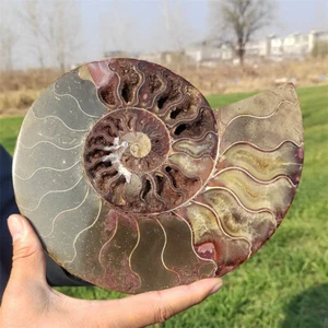 1.23kg Natural Ammonite Fossil Reiki Crystal Specimen Mineral Crystal Decor Gift - Picture 1 of 11