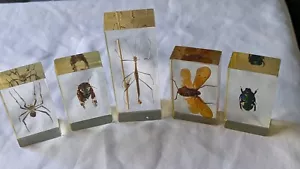 National Geographic Real Life Bugs In Resin x 5 insects #4 - Picture 1 of 11