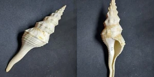 #2 Fusinus Dupetitthouarsi found gulf of California 141.8mm sea snail shell - Picture 1 of 2