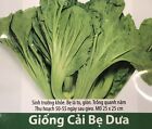 Cai Be Dua, Lam Dua Chua Vietnam, 300 Seeds+50 free, Crunchy, Very easy to grow.