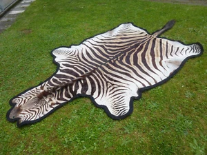 Piel de cebra esteparia / Cebra Burchell / Decoración / Kudu / Cebra / África - Imagen 1 de 8