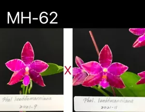 FPOrchids Species Phal. lueddemanniana X sib - Picture 1 of 3