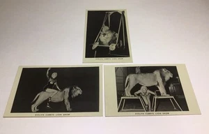 Evelyn Currys Lion Show Black White Photograph Postcards Vtg Set Of 3 - Picture 1 of 24