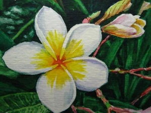 Watercolor Painting Plumeria Tropical Flower Nature ACEO Art - Picture 1 of 2