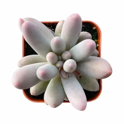 Live Rare Pachyphytum 'Machucae' Baby Finger Plant fully Rooted in 2'' Planter - Image 1 of 4