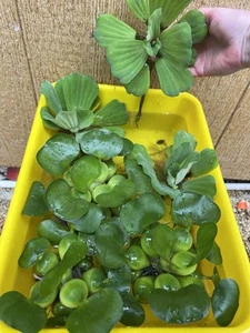 (5) Water Lettuce Jumbo 5-7” Koi Pond Floating Plants Algae Shade COMBINESHIP - Picture 1 of 13