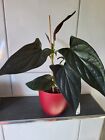 Syngonium RED ARROW/bew. Pflanze-30/35 cm-no Philodedron/Monstera
