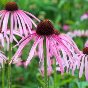 Coneflower púrpura pálido - equinácea pallida - más de 40 semillas - semillas - E 321 - Imagen 1 de 1